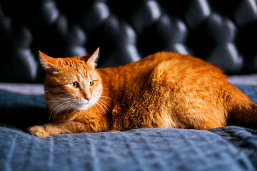 Wall Mural - red cat looks away with interest and laying on black bed in home and relax, sleeping. ginger fat domestic kitten well-fed.