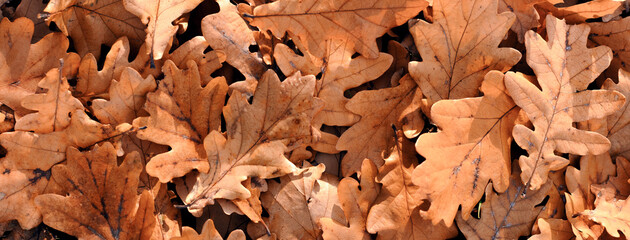 Wall Mural - dry oak leaves banner, autumn background