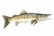 illustration of pike fish isolated on white background, generative ai