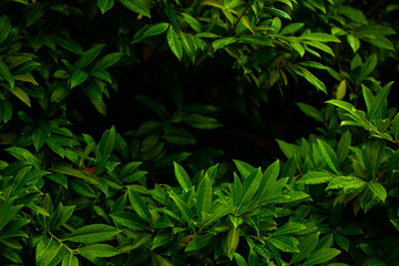 green leaves in the forest