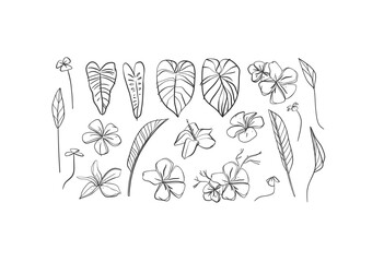 Wall Mural - hand drawn vector abstract simple minimalistic line art graphic drawing tropical palm leaves and flo