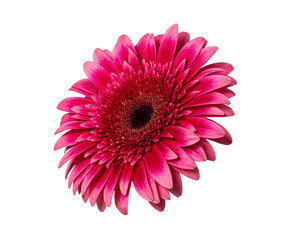 Wall Mural - Gerbera flower isolated on white background