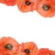 © Elena - Watercolor square frame composition with hand drawn summer bright red poppy flowers. Isolated on white background. Design for invitations, wedding, love or greeting cards, paper, print, textile