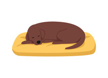Dog Sleeping On Dog Bed