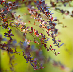 Poster - Plant Barberry Thunberg 