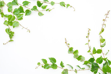 Branch of wild grapes with green leaves on a white paper background. Ivy branch and leaf isolated on white background. Evergreen plant collection. Top view, flat lay, copy space for text.