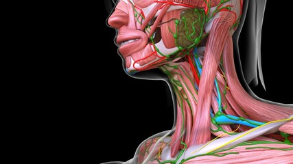 female face muscle anatomy for medical concept 3d rendering