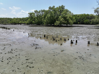 Carbon capture concept. Natural carbon sinks. Mangrove trees capture CO2 from the atmosphere. Green mangrove forest and mudflat. Blue carbon ecosystems. Mangroves absorb carbon dioxide emissions.