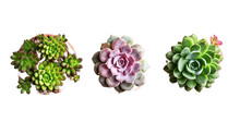 Top View Of Small Potted Cactus Succulent Plants, Set Of Three Various Types Of Echeveria Succulents Including Raindrops Echeveria (center) Isolated On White Background