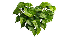Heart Shaped Green Variegated Leave Hanging Vine Plant Bush Of Devil’s Ivy Or Golden Pothos (Epipremnum Aureum) Popular Foliage Tropical Houseplant Isolated On White With Clipping Path