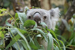 koala in a zoo at schonbrunn in vienna (austria)