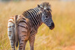 Plains zebra foal close up