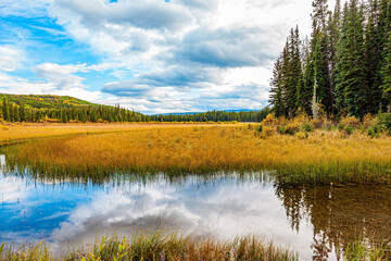 Canvas Print - The tall grass turned yellow