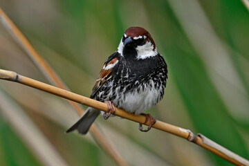 Poster - Weidensperling // Spanish Sparrow (Passer hispaniolensis) - Evros Delta, Greece