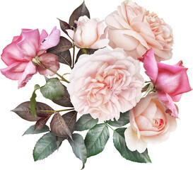 Wall Mural - Pink roses isolated on a transparent background. Png file.  Floral arrangement, bouquet of garden flowers. Can be used for invitations, greeting, wedding card.