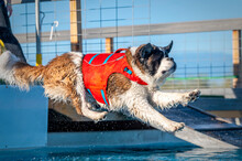St. Bernard At A Dock Diving Event Jumping Into The Swimming Pool