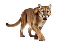 A Cougar, Isolated, White Background, Generative Ai