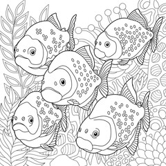 Wall Mural - Piranha fishes coloring page. Outline sea design in mandala and zentangle style