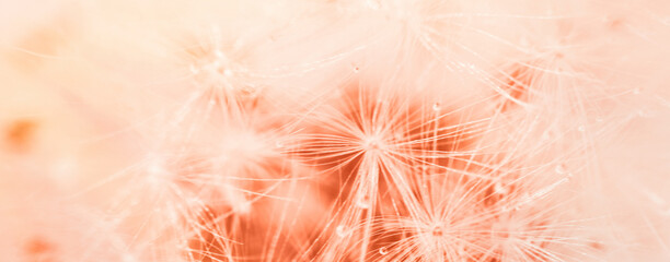 Wall Mural - a drop of water on a dandelion. dandelion on a red background with copy space close-up