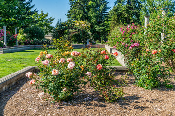 Wall Mural - Seatac Flowers Variety 4