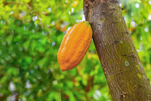 Green, Yellow And Orange Cocoa Pods Grow On Tree On Sri Lanka. Theobroma Cacao With Fruits. Organic Vegetarian And Exotic
