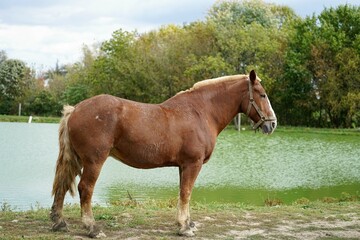 Sticker - horse on the meadow