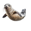 seal isolate on background