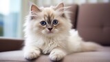 Fototapeta Konie - Portrait of a Cute Adorable Kitten generative AI