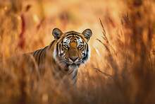 Great Tiger Male Walking During The Golden Light Time. Amazing Wildlife. Generative Ai