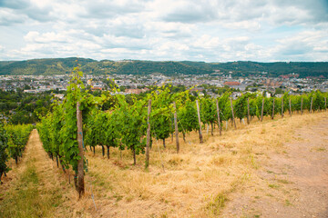 Vineyard with view of the ancient roman city of Trier, the Moselle Valley in Germany, landscape in rhineland palatine 