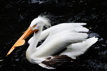 American White Pelican Resting, Florida
