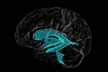 Sticker - The interventricular foramen, also known as the foramen of Monro, 3D illustration.