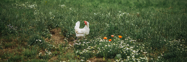 Wall Mural - ein gesund weiß bio Huhn Rasse, Ayam Cemani, auf einer grünen Wiese, Blumenwiese mit saftigen Gräsern und Blumen. Artgerechte Haltung, Legehenne in der Natur. Im Hintergrund, unscharf weitere Hühner