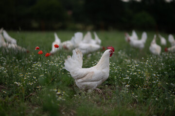 Wall Mural - gesunde weiße bio Hühner Rasse, Ayam Cemani, auf einer grünen Wiese, Blumenwiese mit saftigen Gräsern und Blumen. Artgerechte Haltung, Legehenne in der Natur. Im Hintergrund, unscharf weitere Hühner