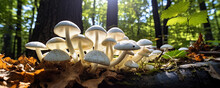White Mushrooms In Beautigul Forest Nature. Group Of Mushroom  In Sunset Light. Panorama Photo