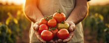 Farmer Holding Fresh Tomato In His Hands. Wide Banner