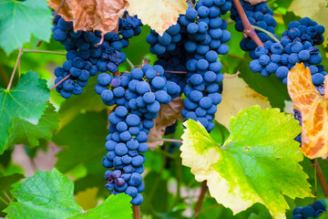 Wall Mural - closeup grape cluster with leaves, natural vineyard agricultural scene