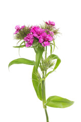 Wall Mural - Sweet william flowers and foliage