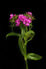 Wall Mural - Sweet william against black