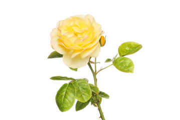 Wall Mural - Yellow rose flower
