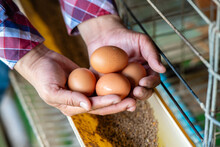 Man's Hands Holding Eegs In Front Of Chicken Cage In The Farm