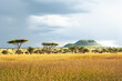Storm Clouds Gathering Over Acacia Trees in the Serengeti