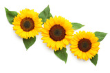 Fototapeta  - Beautiful sunflowers and leaves on white background