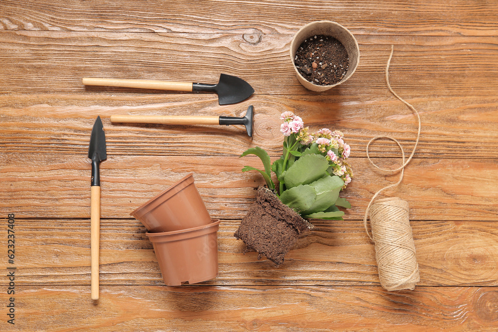 Different gardening tools and plant on wooden background
