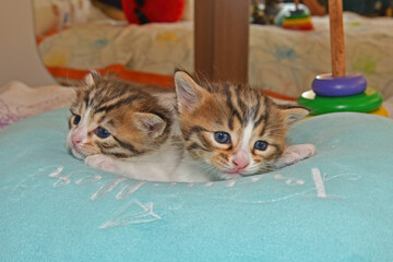 Wall Mural - Two kittens with blue eyes.