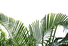 Tropical Coconut Leaves On White Isolated Background For Green Foliage Backdrop
