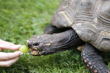 Red Foot Tortoise One Of The Most Common Pet Tortoises