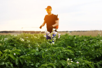 Blooming potato field. On background farmer with manual sprayer treats plants from pests, colorado beetle and fungus infection. Use chemicals in agriculture. Harvest processing. Protection and care