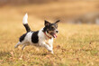 Fast little Jack Russell Terrier dog is running sideways over a  meadow in early  spring