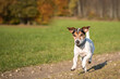 © Karoline Thalhofer - Little cute Jack Russell Terrier runs joyfully over a road beside the meadow in the autumn season
